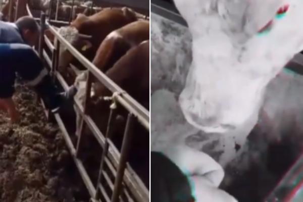 UDARA IH PESNICAMA I ŠUTIRA! Mladić iz Kikinde STRAVIČNO tuče krave, od ovoga DUŠA BOLI (UZNEMIRUJUĆ VIDEO)