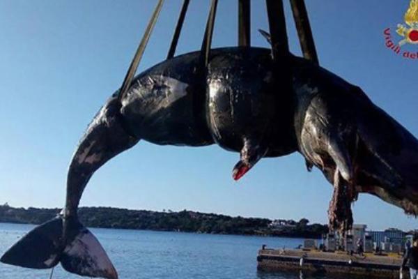 U STOMAKU TRUDNE ŽENKE KITA PRONAĐENO 22 KG PLASTIKE: More je izbacilo mrtvu na obali Sardinije!