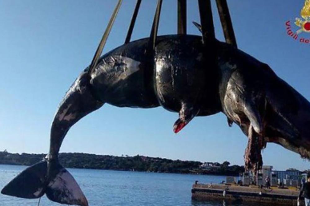U STOMAKU TRUDNE ŽENKE KITA PRONAĐENO 22 KG PLASTIKE: More je izbacilo mrtvu na obali Sardinije!