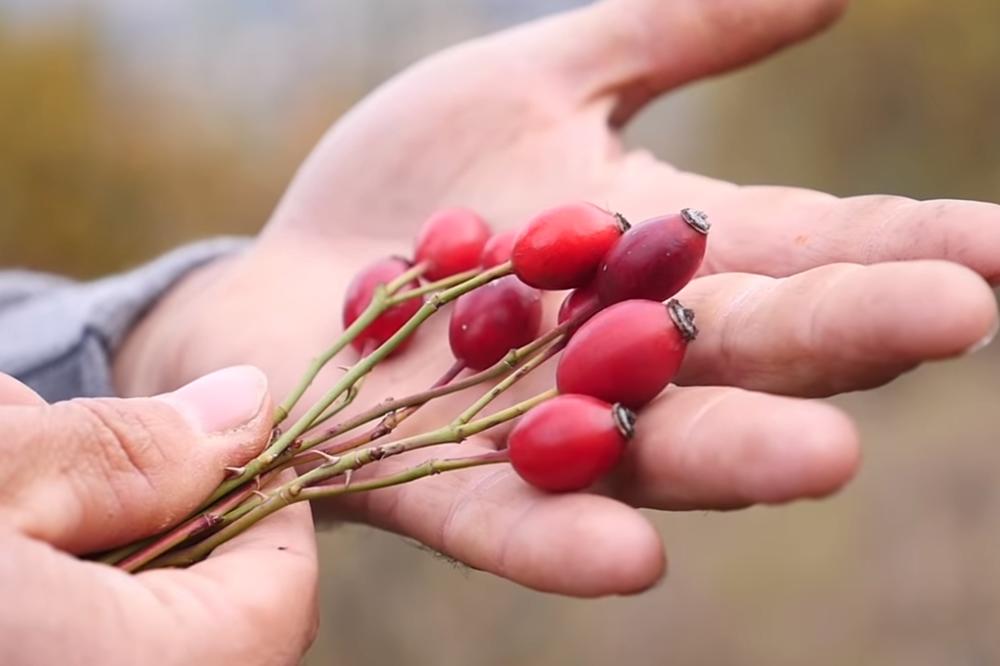 OD NJE KAŽU DA JE NASTAO HRISTOV VENAC: Za nas je jedna od NAJZDRAVIJIH BILJAKA, evo i zbog čega