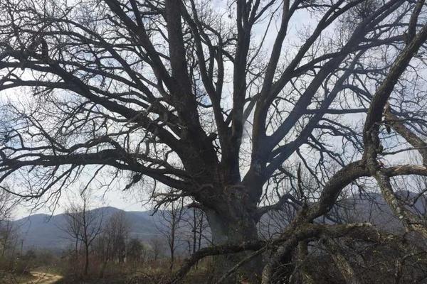 IZGOREO SVETI HRAST U SRBIJI: Velika nesreća!