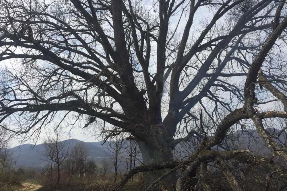 SRPSKO SVETO DRVO GORI VEĆ TRI DANA! Niko ne može da ugasi vatru, čovek sekao granu hrasta i ukočila mu se ruka!