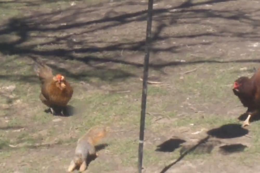 LIK SILOVAO KOKOŠKU, SVE JE SNIMIO! I to ne samo jednom... IZMEĐU JE OPŠTIO I SA NJOM!