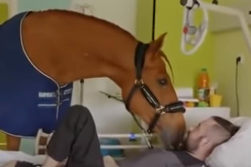 OVAJ KONJ ULAZI U BOLNICE I TEŠI PACIJENTE KOJI SU NA SAMRTI: Jedan mladić za njega je ipak POSEBAN (FOTO) (VIDEO)