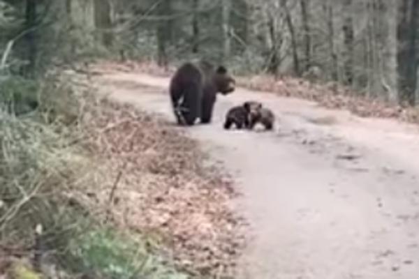 ZVER IM IZLETELA NA PUT I NIJE BILA SAMA: Odmah su  nagazili kočnicu, ali DVE SENKE su joj trčale oko nogu! (VIDEO)