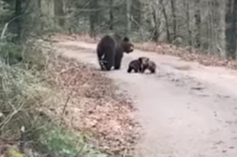 ZVER IM IZLETELA NA PUT I NIJE BILA SAMA: Odmah su  nagazili kočnicu, ali DVE SENKE su joj trčale oko nogu! (VIDEO)
