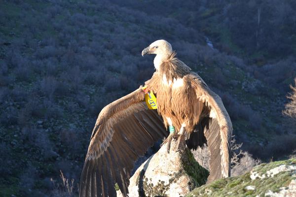 POD ZAŠTITU JE STAVLJENO VIŠE OD 300 VRSTA PTICA: Oglasili su se iz Zavoda, ovo su DETALJNI SPISKOVI!