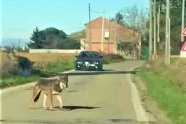 ŠAKALI SU NASTANILI NIŠ, meštani ovog naselja SLIČAN SLUČAJ NE PAMTE!