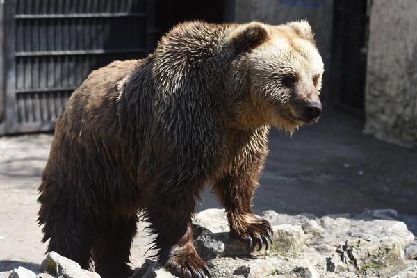 GRAĐANI U PANICI, POLICIJA TRAŽI ODBEGLU ZVER: Medved pobegao iz cirkusa u Kragujevcu!