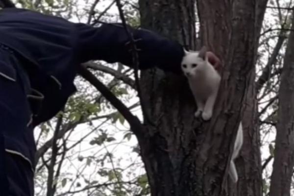 PSI SU JE NAJURILI NA DRVO, NIJE UMELA DA SIĐE SAMA! Kad su došli spasioci ove mace, NJENE OČI SU REKLE SVE (VIDEO)