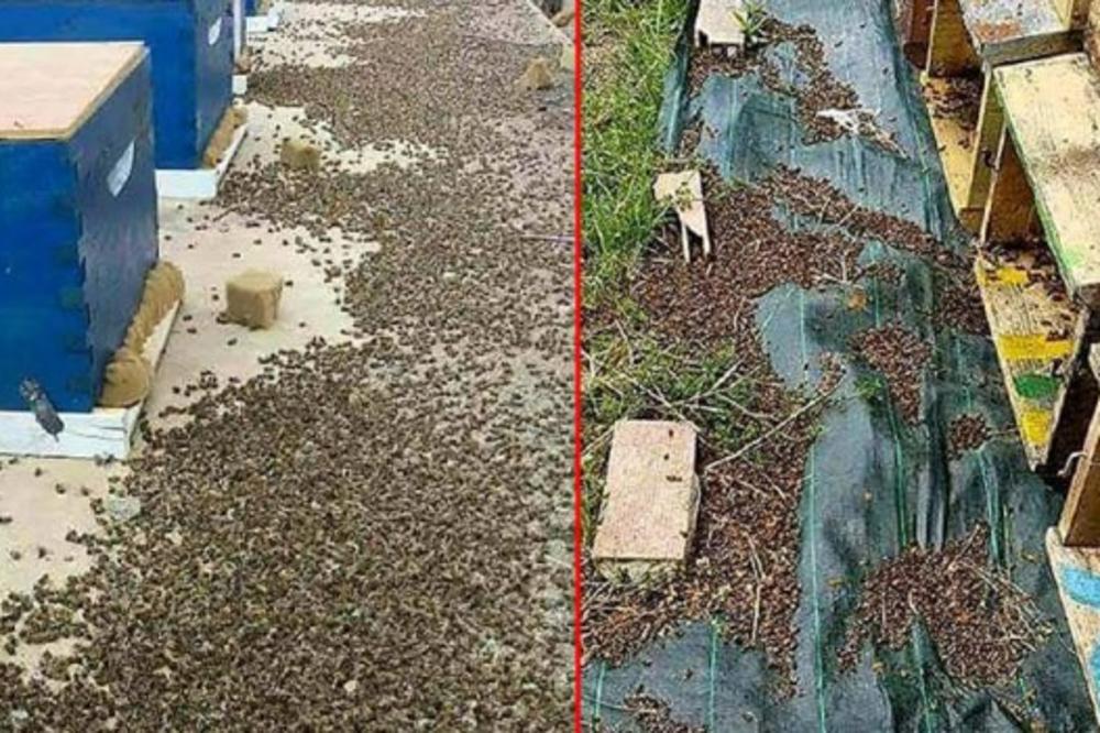 PČELAR OBJAVIO FOTOGRAFIJU MRTVIH PČELA: Ovo je ista tragedija kao kad bacaju OSIROMAŠENI URANIJUM na ljude (FOTO)