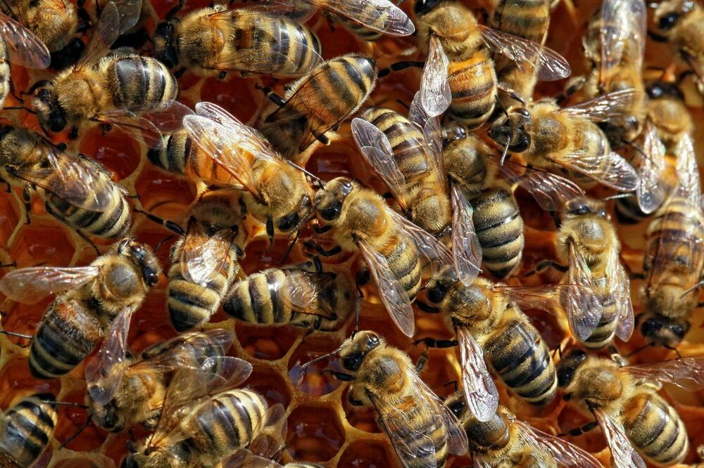 pčele