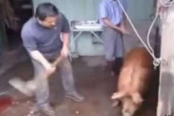 ZAMAHNUO DA ČEKIĆEM PRASE UDARI U GLAVU, ali nije ni slutio šta će se DOGODITI nakon toga! (VIDEO)