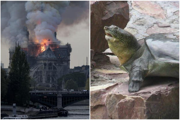 DOK VI ŽALITE ZA CRKVOM I SKUPLJATE PARE ZA OBNOVU, CIVILIZACIJA UMIRE! Poruka EKOLOGA nakon smrti RETKE KORNJAČE