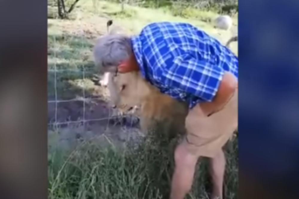 JEDVA JE SPASIO RUKU! Mazio je LAVICU i tepao joj, a onda se životinja naljutila! (VIDEO)