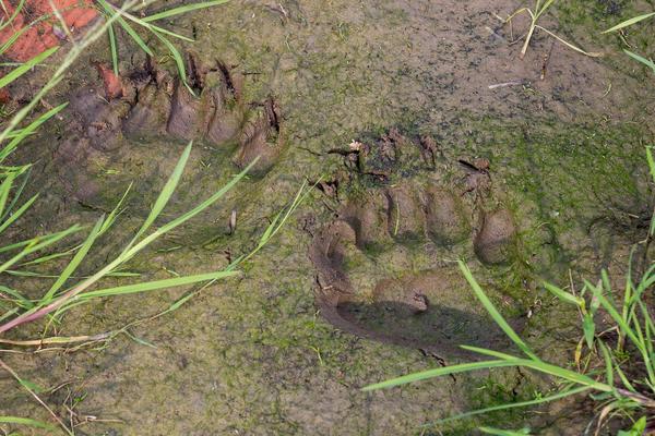 OPASNA ZVER ŠETA PO OKOLINI ČAČKA: Tragovi po njivi, a MEŠTANE podilazi JEZA kad čuju DA GRANJE PUCA