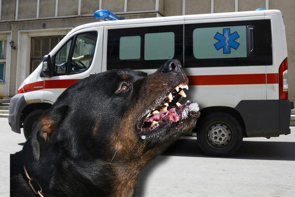SCENE STRAVE I UŽASA U SREMSKIM KARLOVCIMA Komšijski rotvajler napao troje dece, tinejdžeru OTKINUO DEO MESA S TELA