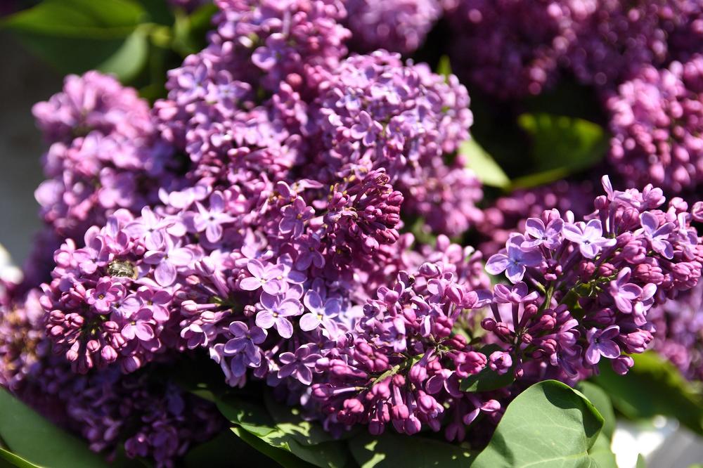 URADITE OVO I JORGOVAN U VAZI ĆE VAM TRAJATI I DO 10 DANA: Tako vam NIKAD NEĆE ISTRUNITI