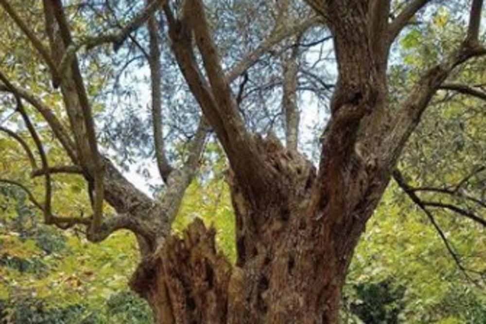 OVO JE NAJSTARIJE SRPSKO SVETO DRVO SA SVETE GORE! Zasadio ga je CAR DUŠAN i Srbi mu se mole i VERUJU U ČUDA