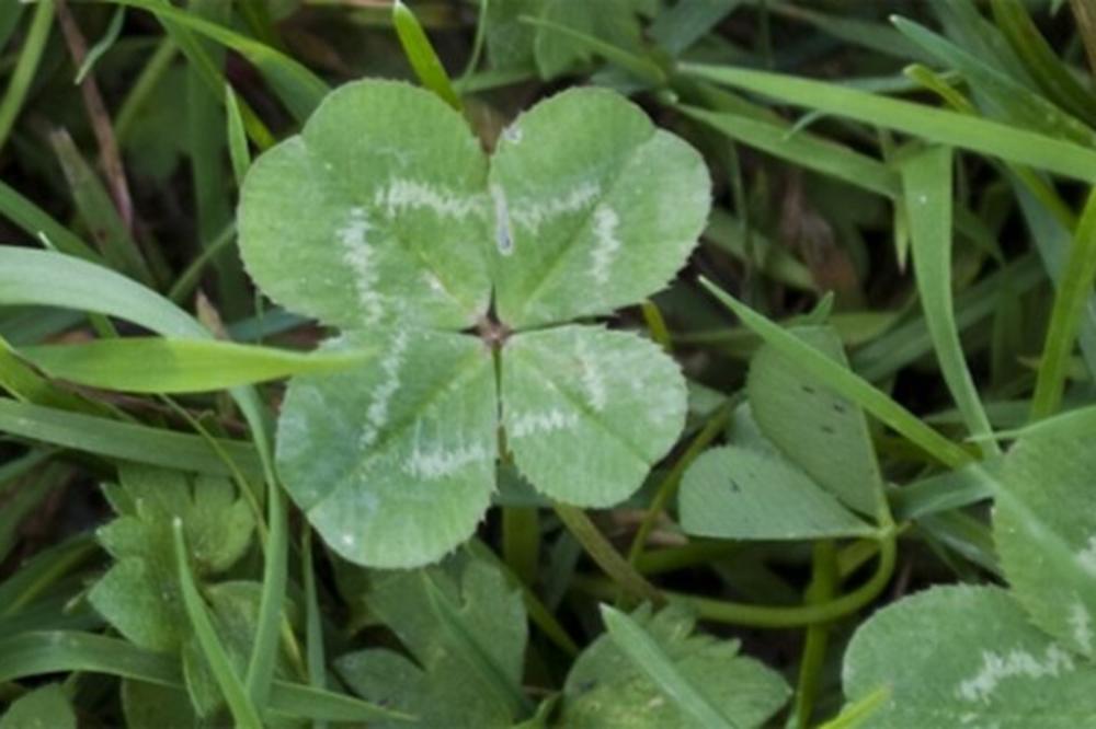 EVO KOLIKO IMA LISTOVA DETELINA KOJA DONOSI NESREĆU: Niste očekivali OVAJ ODGOVOR