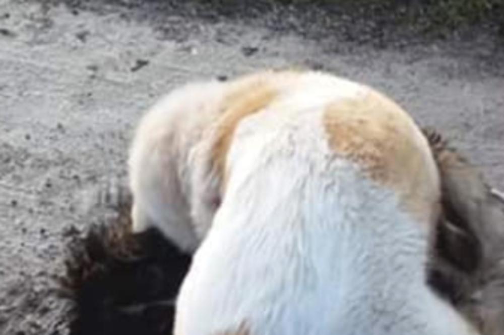 ZLOSTAVLJAČ PASA IZ BOSNE: Na Fejsbuku kači fotografije na kojima PITBUL MASAKRIRA slabije pse! (FOTO)