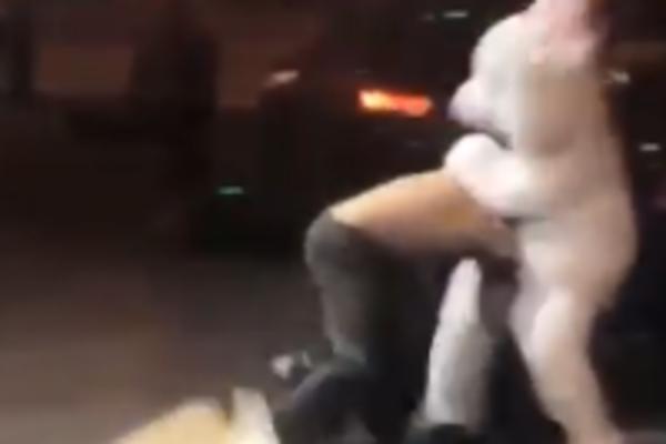 DŽINOVSKI ZEC PREMLATIO ČOVEKA: Uopšte nije smešno! (VIDEO)