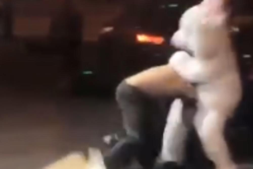 DŽINOVSKI ZEC PREMLATIO ČOVEKA: Uopšte nije smešno! (VIDEO)