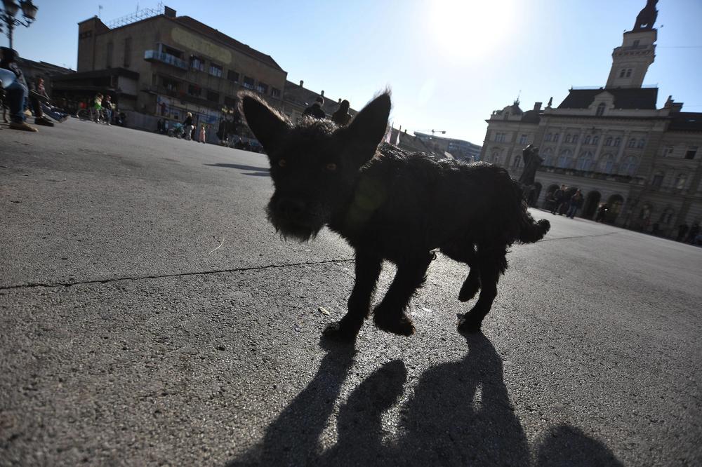 ZAŠTO SE PSI TOLIKO VRTE U KRUG PRE OBAVLJANJA VELIKE NUŽDE? Rešena je i ta misterija
