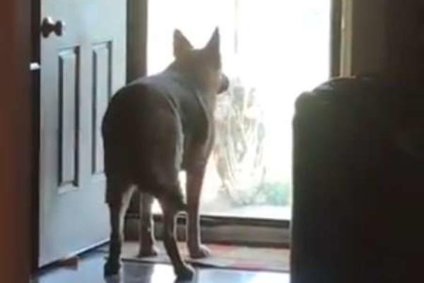 POŠTAR I NEMAČKI OVČAR SU POSTALI NAJBOLJI PRIJATELJI: Onda je stigla poruka koja ga je ostavila u SUZAMA (FOTO)