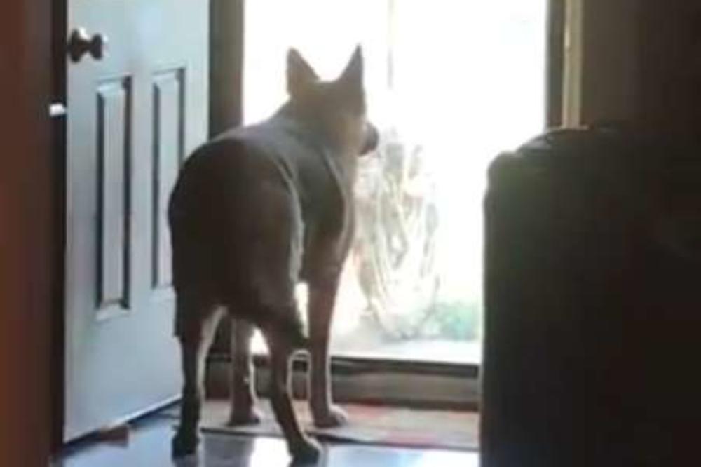 POŠTAR I NEMAČKI OVČAR SU POSTALI NAJBOLJI PRIJATELJI: Onda je stigla poruka koja ga je ostavila u SUZAMA (FOTO)