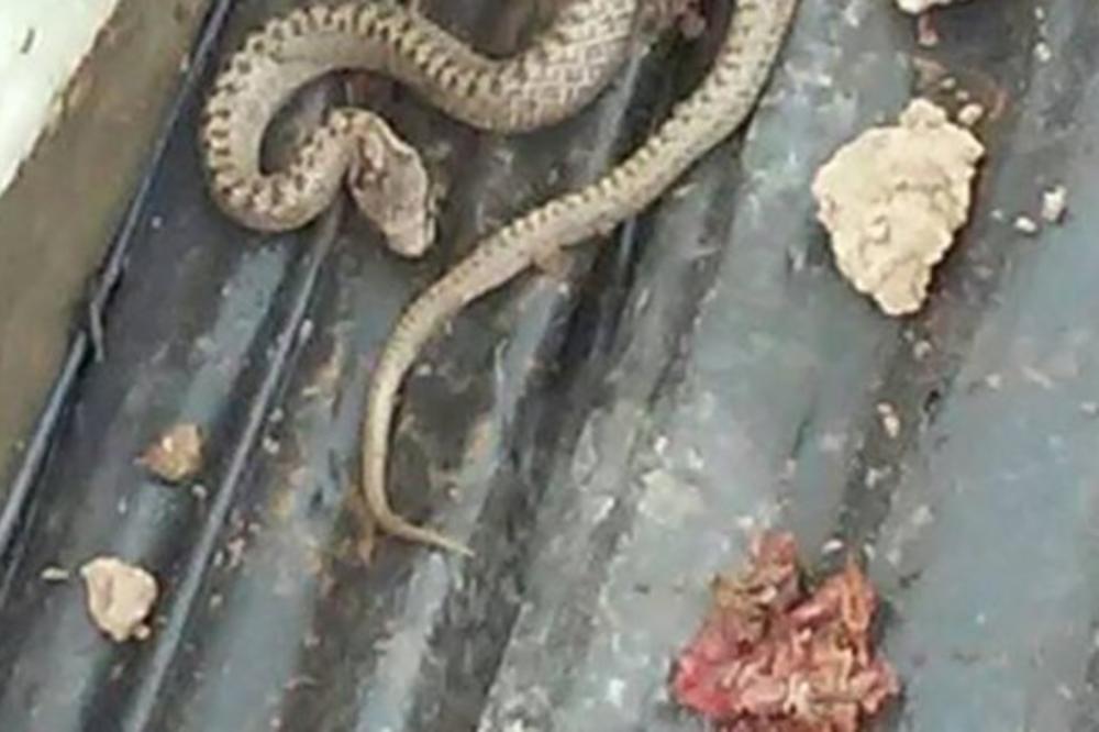 OGROMNA ZMIJETINA ŠOKIRALA ZEMUNCE! Evo kako su se OPASNI MOMCI obračunali sa NJOM! (FOTO)