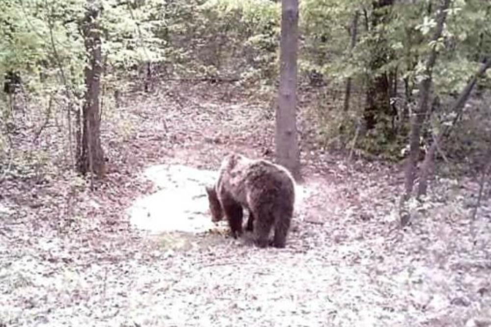 MEDVED ŠUMADINAC VIĐEN POSLE 60 GODINA NA PLANINI RUDNIK: Evo šta je PRVO uradio! (FOTO)