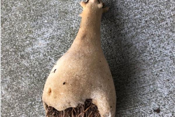 PRONAŠLA JE NEOBIČAN KOREN ISPRED ULAZA I ODNELA GA KUĆI: Kada je prošlo nedelju dana, ZGRANULA SE! (FOTO)