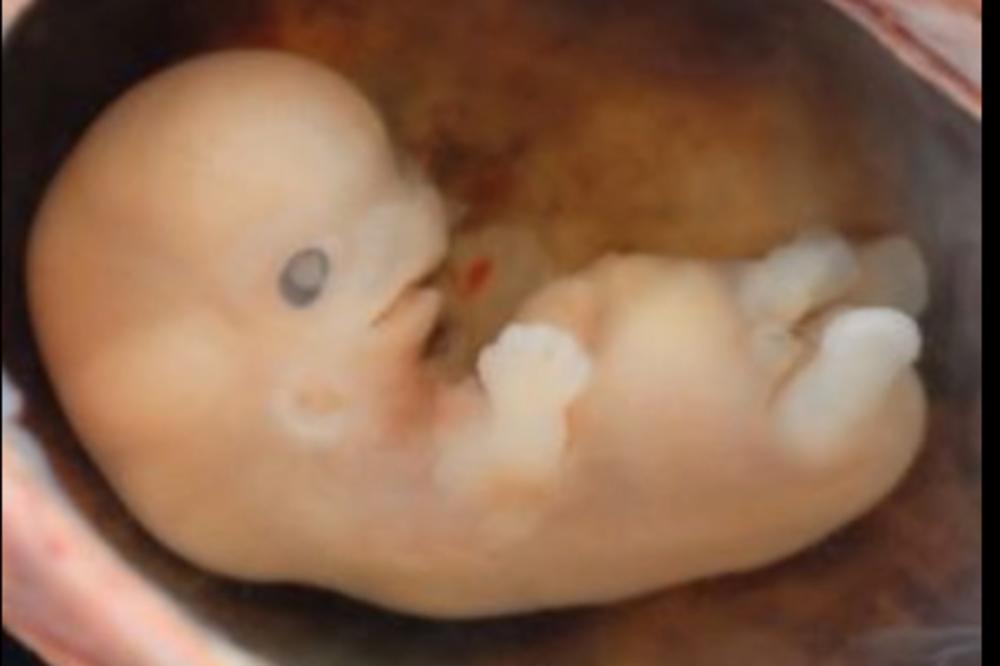 SEMENOM ČOVEKA OPLODILI MAJMUNICU: Ono što se rodilo, odmah su USPAVALI! (VIDEO)