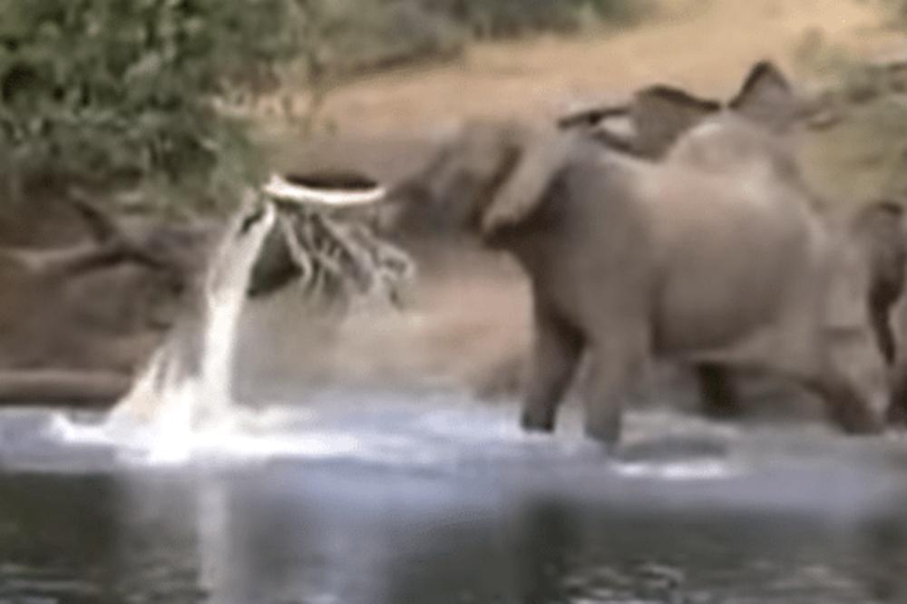 KROKODIL JE NAPAO SLONA I ZGRABIO GA ZA SURLU: To mu je bila najveća greška u životu! (VIDEO)