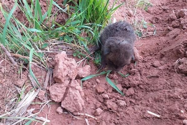 BUDIMIR JE NAIŠAO NA ČUDNO STVORENJE NA SVOJOJ NJIVI: Svi su u ČUDU zbog OVOG PRIZORA! Pitaju se šta je ovo? (FOTO)