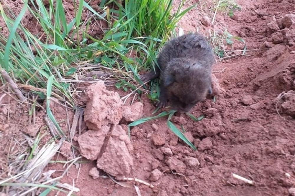 BUDIMIR JE NAIŠAO NA ČUDNO STVORENJE NA SVOJOJ NJIVI: Svi su u ČUDU zbog OVOG PRIZORA! Pitaju se šta je ovo? (FOTO)