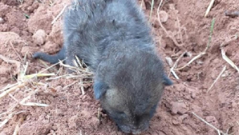 Naišao je na ovo u njivi 