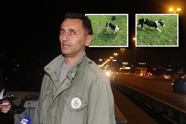 ŠTA JE S MURAROVOM MRVICOM, DA LI JE UBIJENA ILI JE POBEGLA? Otkrivamo MISTERIJU nestanka psa kojeg svi traže