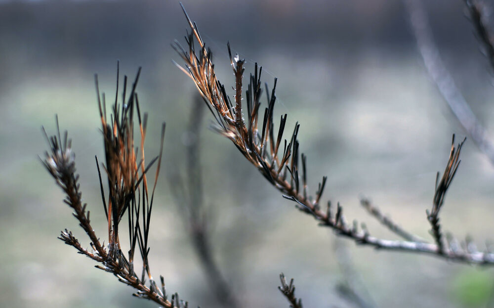 Podnebne spremembe v Beogradu: Iglavci se množično sušijo