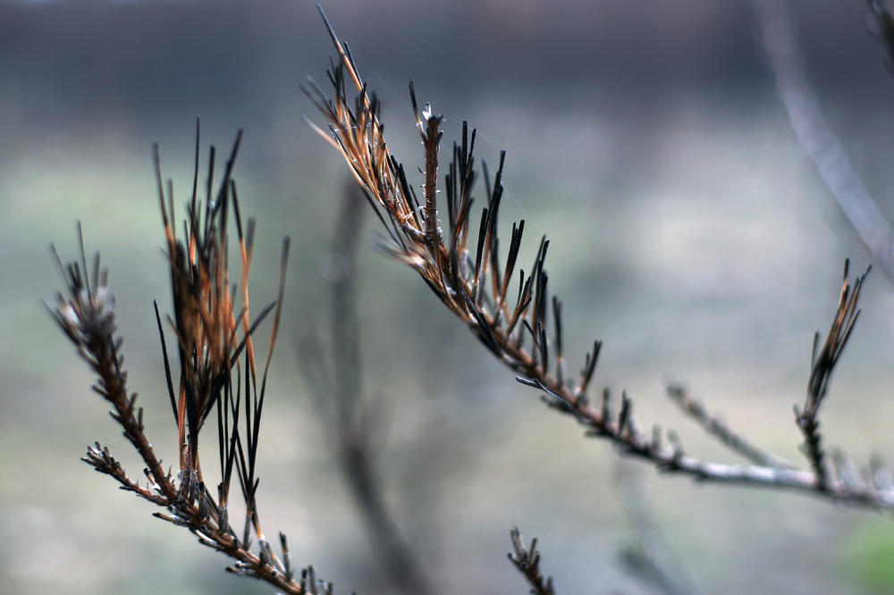 Suši se biljka koja je decenijama uspevala! najstrašniji primer klimatskih promena u Beogradu