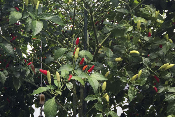 OVA HRANA MOŽE DA VAS UČINI SREĆNIJIM, ALI MOŽE DA BUDE JAKO ŠTETNA: Pazite kako jedete OVO!