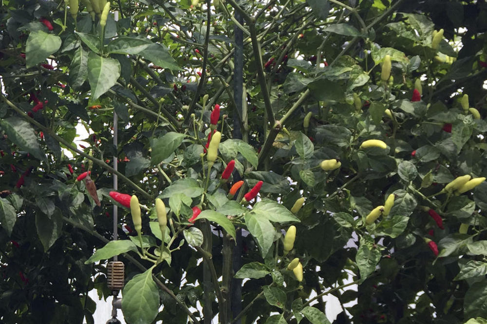 OVA HRANA MOŽE DA VAS UČINI SREĆNIJIM, ALI MOŽE DA BUDE JAKO ŠTETNA: Pazite kako jedete OVO!