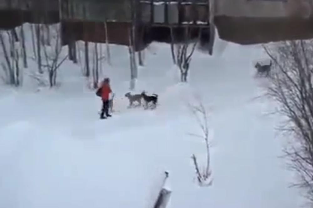 MALU DEVOJČICU JE NAPAO ČOPOR BESNIH PASA: Umalo je na smrt izujedali, a onda se desilo NEŠTO NEOČEKIVANO! (VIDEO)