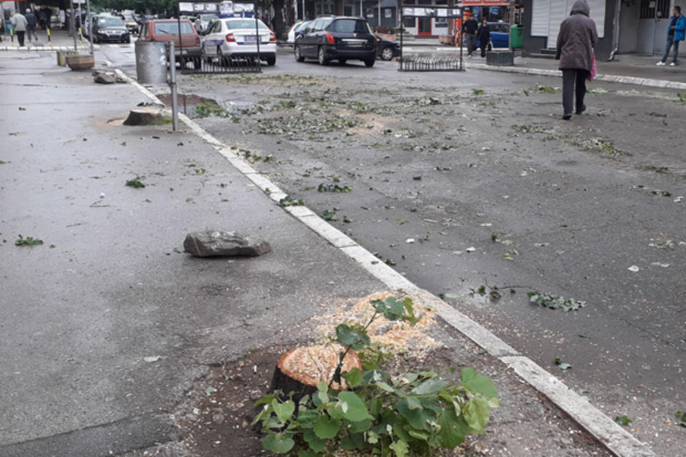 U ALEKSINCU POČELA SEČA DRVOREDA: Krenula rekonstrukcija glavne ulice, grupa meštana zaustavila radove