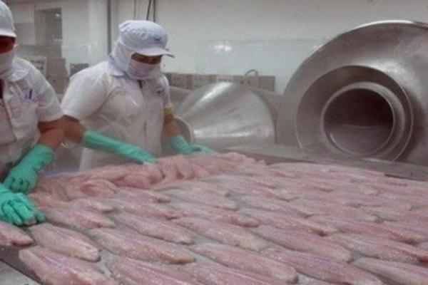 NIKAKO NE KUPUJTE OVU RIBU JER UNIŠTAVA ZDRAVLJE: Nije skupa, ali u nju UBRIZGAVAJU SVE I SVAŠTA!