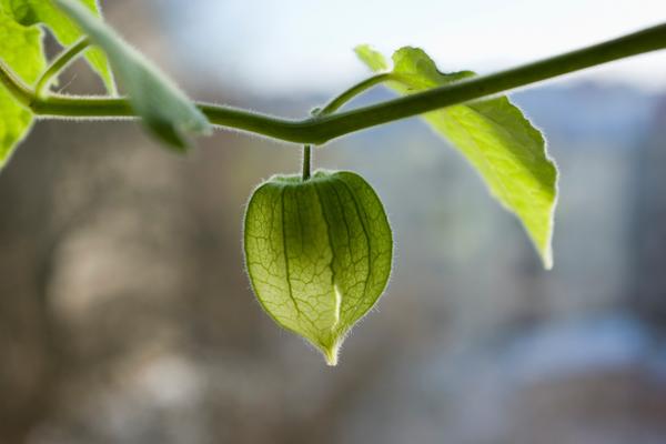 OVE BOBICE NAZIVAJU ZLATNIM BLAGOM: Prepune su vlakana i štite od opakih bolesti