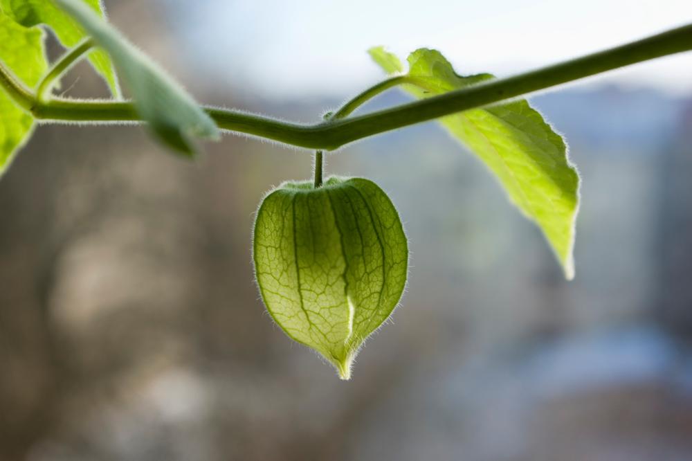 OVE BOBICE NAZIVAJU ZLATNIM BLAGOM: Prepune su vlakana i štite od opakih bolesti