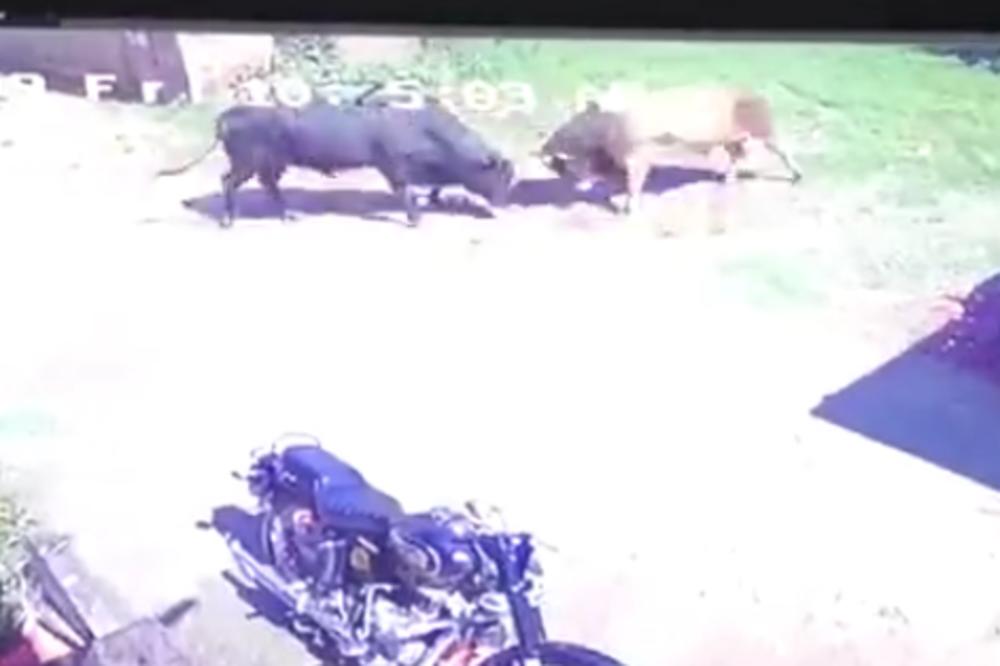 PARKIRAO JE AUTO PORED DVA BIKA U TERANJU OD 750 KG! Kakva je to samo greška bila! (VIDEO)