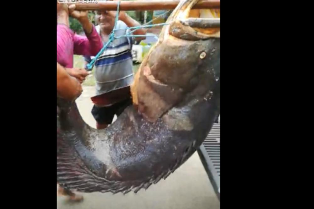 UHVAĆENO ČUDOVIŠTE! Ovo svet JOŠ NIJE VIDEO! (VIDEO)